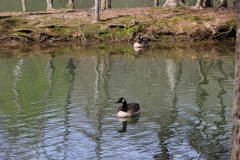 Geese