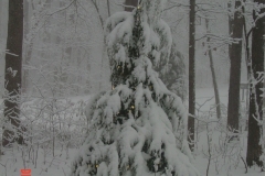 snow1