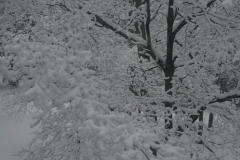 snow11