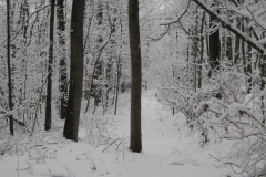snow12