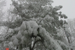 snow3